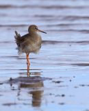 Redshank